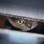 Photo d'un chat dans une boîte