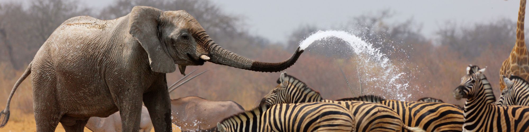 GettyImages - WildEye Conservation
