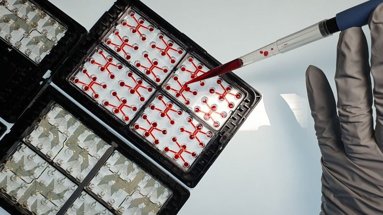 Une main gantée utilise une pipette pour ajouter un liquide rouge dans des plaques de culture en laboratoire.